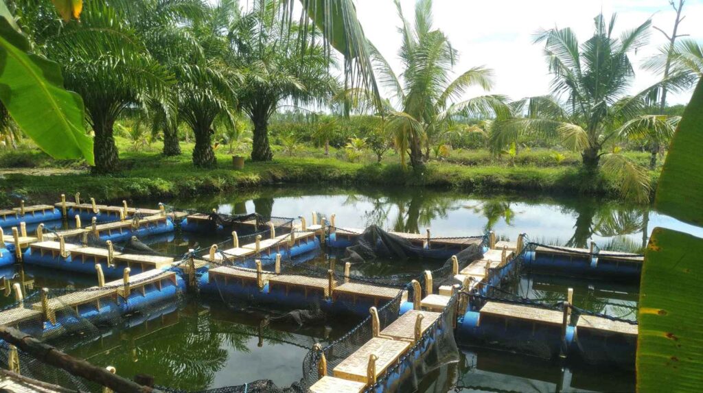תכנון והקמה של בריכות נוי
