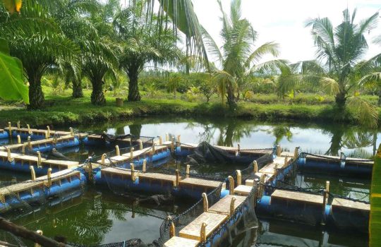 תכנון והקמה של בריכות נוי2