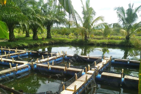 תכנון והקמה של בריכות נוי2