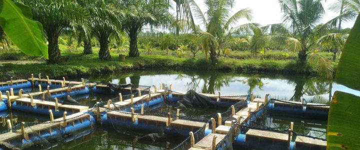 תכנון והקמה של בריכות נוי2